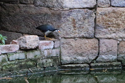 White-breasted Waterhen / Amaurornis phoenicurus