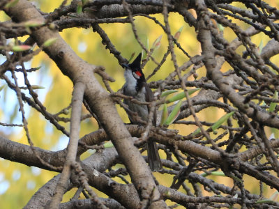 Red-whiskered Bulbul /  Pycnonotus jocosus