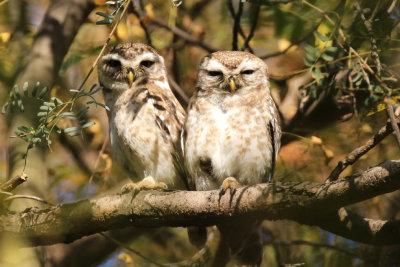 Spotted Owlet / Athene brama