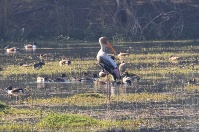 Painted Stork / Mycteria leucocephala