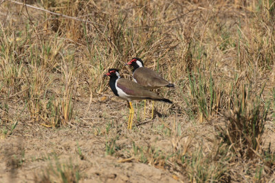 Red-wattled Lapwing / Vanellus indicus