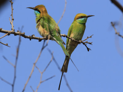 Green Bee-eater / Merops orientalis