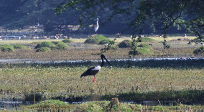 Black-necked Stork / Ephippiorhynchus asiaticus