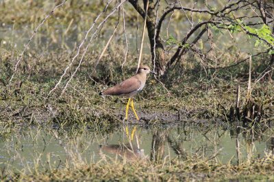 White-tailed Lapwing / Vanellus leucurus