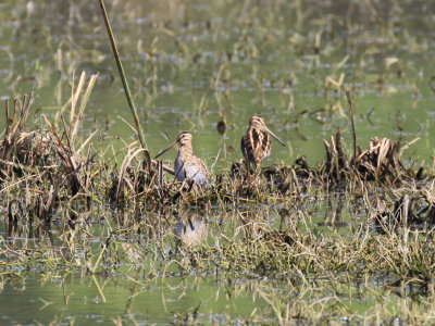 Common Snipe / Gallinago gallinago