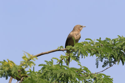 Large Gray Babbler / Turdoides malcolmi