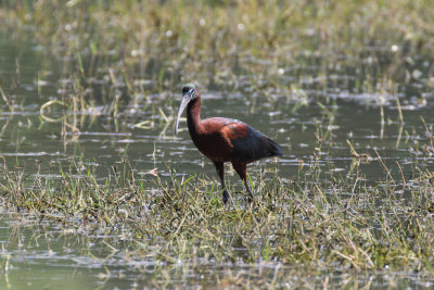 Glossy Ibis / Plegadis falcinellus