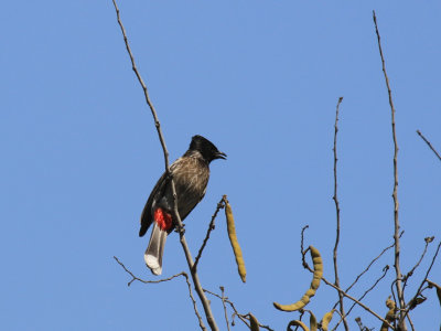 Red-vented Bulbul / Pycnonotus cafer