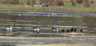 Comb Duck / Sarkidiornis melanotos