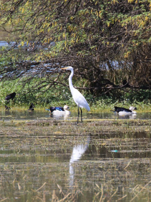 Intermediate Egret / Ardea intermedia