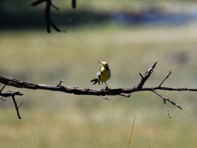 Citrine Wagtail / Motacilla citreola