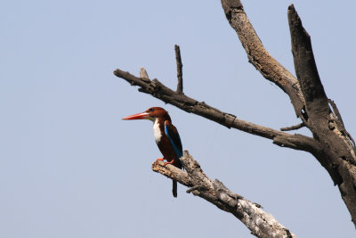 White-throated Kingfisher / Halcyon smyrnensis