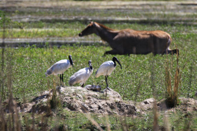 Black-headed Ibis / Threskiornis melanocephalus