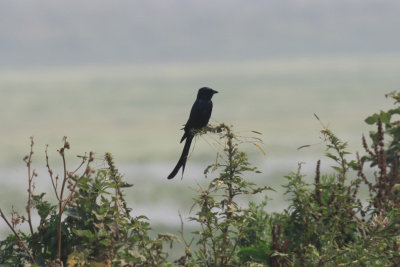 Black Drongo / Dicrurus macrocercus