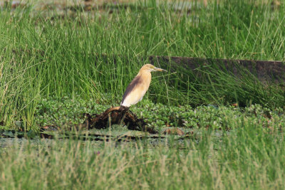 Indian Pond-Heron / Ardeola grayii