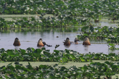 Garganey / Spatula querquedula