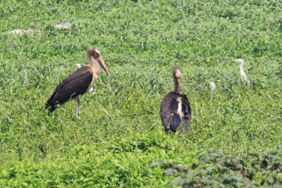 Lesser Adjutant / Leptoptilos javanicus