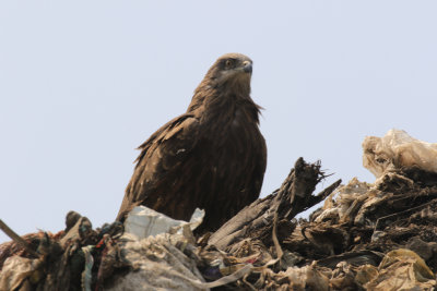 Black Kite / Milvus migrans