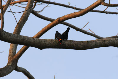 Common Hill Myna / Gracula religiosa