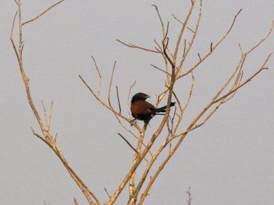 Lesser Coucal / Centropus bengalensis