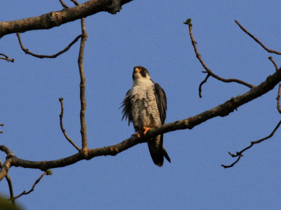 Peregrine Falcon / Falco peregrinus