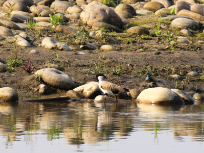 River Lapwing / Vanellus duvaucelii