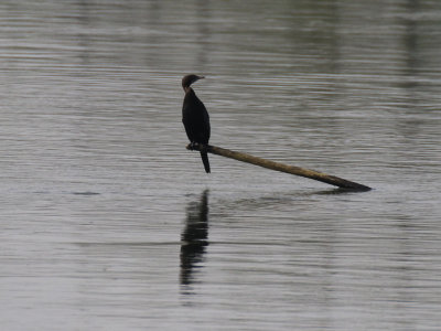 Little Cormorant / Microcarbo niger