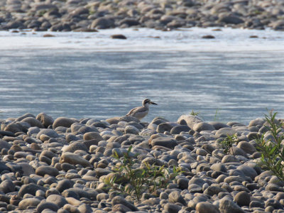 Great Thick-knee / Esacus recurvirostris