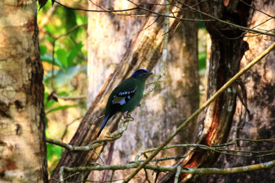 Green Cochoa / Cochoa viridis