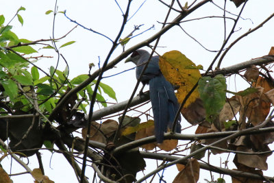 Green-billed Malkoha / Phaenicophaeus tristis