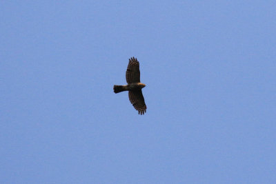 Crested Goshawk / Accipiter trivirgatus