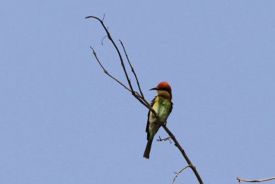 Chestnut-headed Bee-eater / Merops leschenaulti