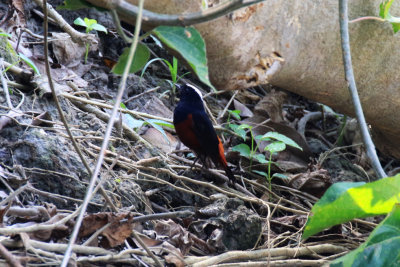 White-capped Redstart / Phoenicurus leucocephalus