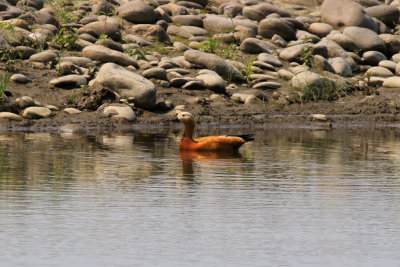 Ruddy Shelduck / Tadorna ferruginea