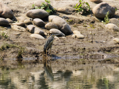 Striated Heron / Butorides striata