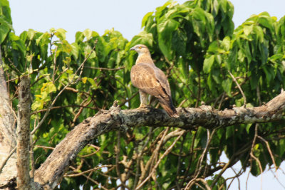 Oriental Honey-buzzard / Pernis ptilorhynchus