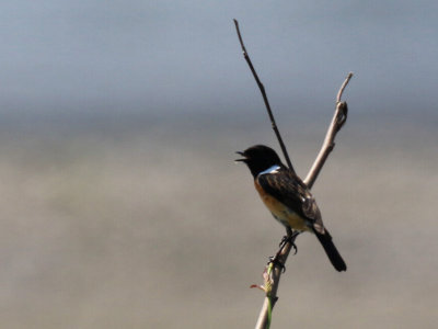 Siberian Stonechat / Saxicola maurus