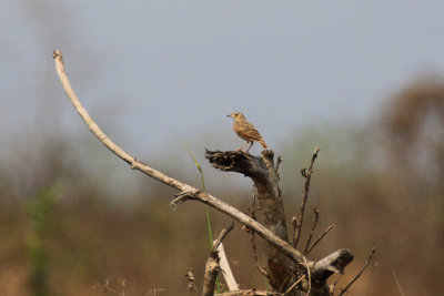 Bengal Bushlark / Mirafra assamica