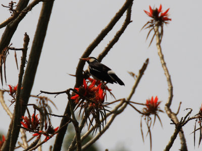 Asian Pied Starling / Gracupica contra