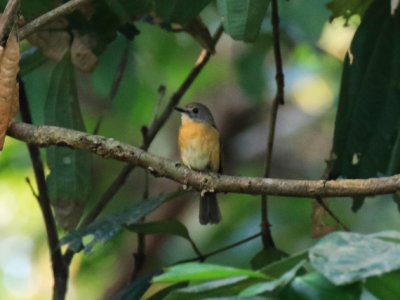 Pale-chinned Blue Flycatcher / Cyornis poliogenys