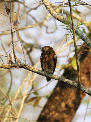 Asian Barred Owlet / Glaucidium cuculoides