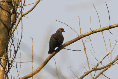 Oriental Turtle-Dove / Streptopelia orientalis