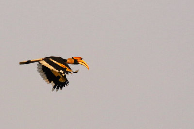Great Hornbill / Buceros bicornis