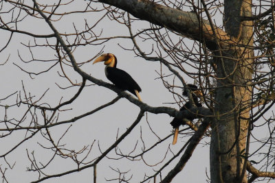 Wreathed Hornbill / Rhyticeros undulatus