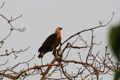 Pallas's Fish-Eagle / Haliaeetus leucoryphus