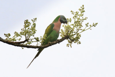 Red-breasted Parakeet / Psittacula alexandri