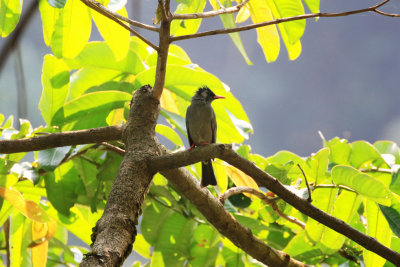 Black Bulbul / Hypsipetes leucocephalus