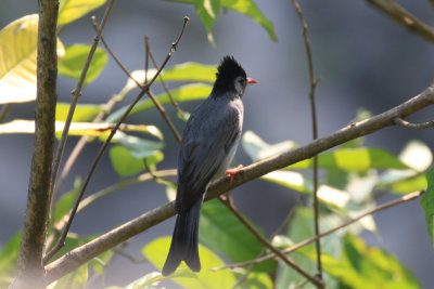 Black Bulbul / Hypsipetes leucocephalus