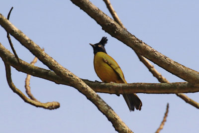 Black-crested Bulbul / Pycnonotus flaviventris