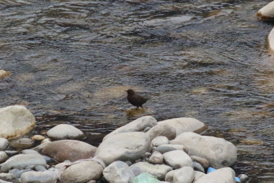 Brown Dipper / Cinclus pallasii